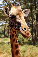 portrait of a giraffe