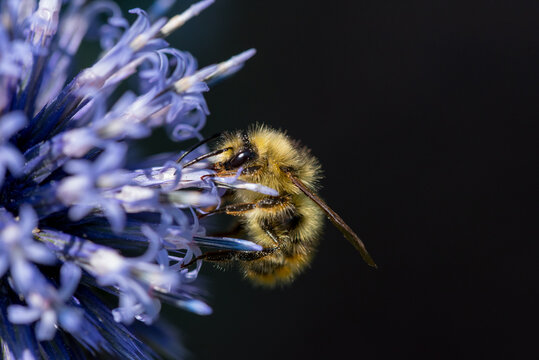 Bumblebee drinking nectar from flower