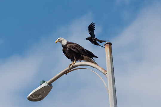 Crow bothering Eagle