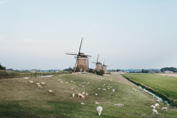 Landscape of three windmills and sheep grazing in a grass field in the Netherlands