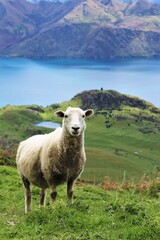Naklejka premium sheep in the mountains