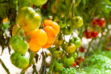 Greenhouse with organic tasty tomatoes. Bunches of juicy vegetables ready for picking. Tonned, effect of morning light. Close up, copy space for text.
