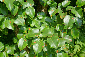 Diseased pear leaves infected with rust (mushroom of the family Pucciniaceae)