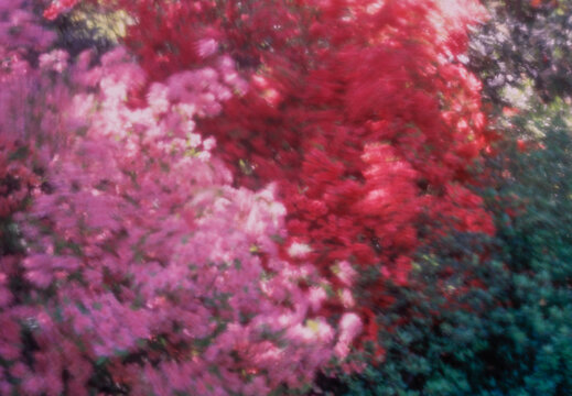 Colorful flowers blowing in wind