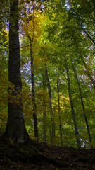 Tall trees low angle view luminous