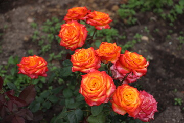orange and yellow roses in the garden