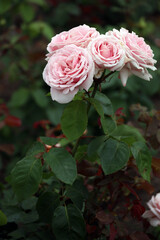 pink roses in a garden