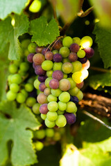 Autumn, harvest season in France, Champagne region. Delicious grapes in the vineyard, almost ready for wine production. Bright colors, beautiful evening sunset light. Close up.