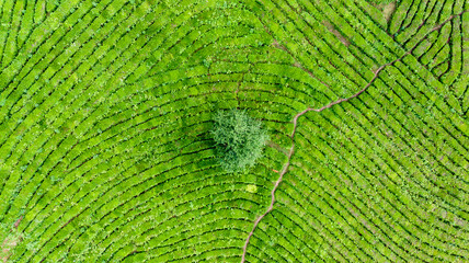 Aerial view of tea plantation.Top view of an agricultural field of Green Tea with beautiful...