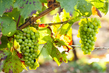 Autumn, harvest season in France, Champagne region. Delicious grapes in the vineyard, almost ready for wine production. Bright colors, beautiful evening sunset light. Close up.