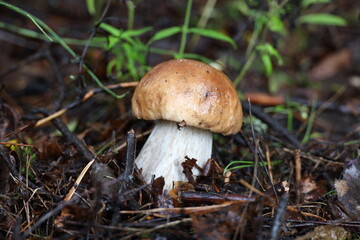 white mushroom in the forest