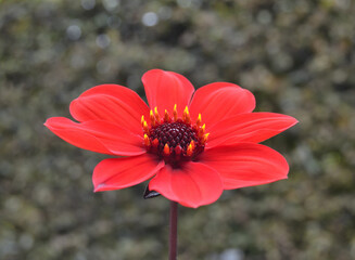 Dahlia à la folie