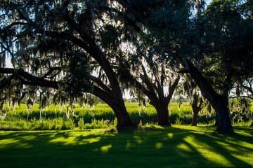 Magestic Live Oak Trees