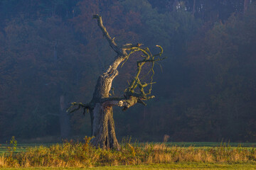 
lonely oak in the field at sunset