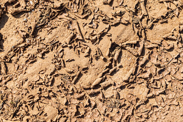 Detail Of Dry Ground On The Desert - Texture / Pattern