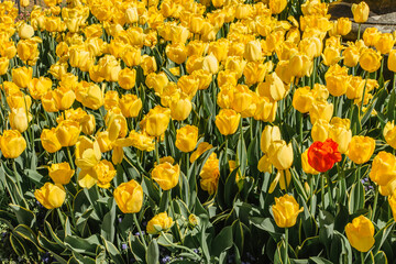 Tulip flowers meadow. Spring nature background. Yellow tulips in spring blooming garden. Group of colorful spring flowers.Romantic beautiful gift for birthday,celebration.Flowers colorful background