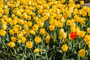 Obraz premium Tulip flowers meadow. Spring nature background. Yellow tulips in spring blooming garden. Group of colorful spring flowers.Romantic beautiful gift for birthday,celebration.Flowers colorful background