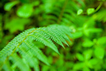 Green fern in the forest. Natural green blurred background with fern leaves texture