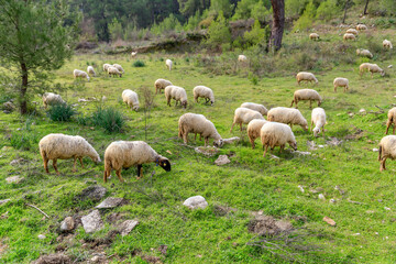 A flock of sheep grazing in turkey