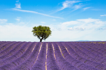 Fototapeta na wymiar Lavender fields in Valensole in South of France