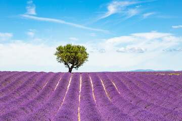 Naklejka na ściany i meble Lavender fields in Valensole in South of France