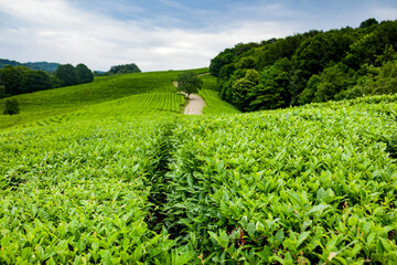 Fototapeta na wymiar Beatiful landscape of tea plantation. View on agricultural field of Green Tea with beautiful geometric shapes grown in a tropical humid climate. Agrotourism ideas. Macesta Sochi
