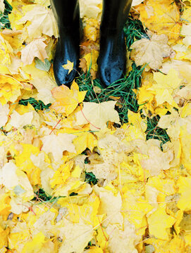 Staying in a fallen leaves