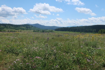 Meadow full of grass and wildflowers