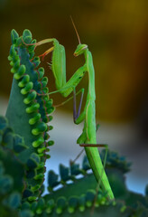 Close up of pair of Beautiful European mantis ( Mantis religiosa )