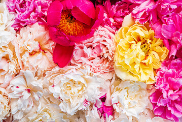 colorful peonies on pink background