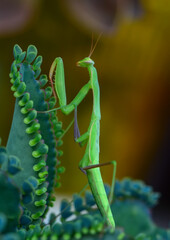 Close up of pair of Beautiful European mantis ( Mantis religiosa )
