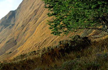 Scottish Highlands UK. Steep side of mountain covered in yellow moorland grasses. Sheer valley wall. Autumn colours. Grasses and vegetation on foreground. Tree with green leaves. Sunshine on landscape