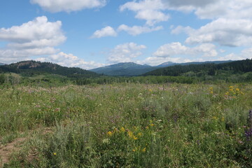 Fototapeta premium Meadow full of grass and wildflowers