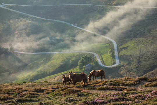 3 feral horses