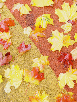Geometry of fallen leaves