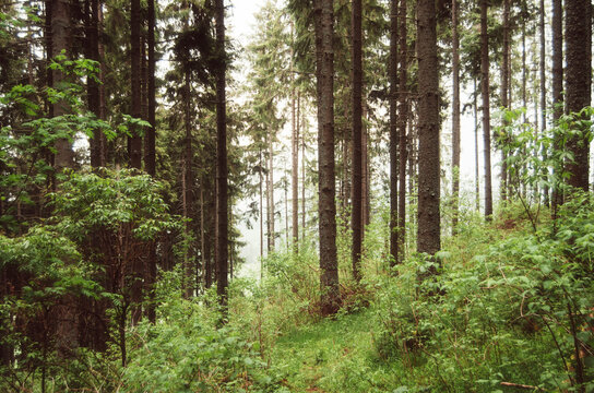 Green misty pine tree forest environment