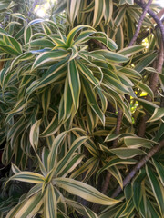 Naklejka na ściany i meble close up of a dracaena plant, song of India