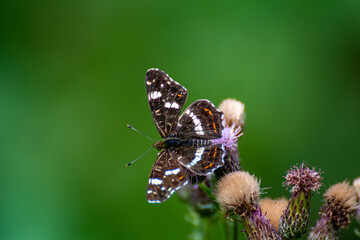 Schmetterling