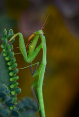 Close up of pair of Beautiful European mantis ( Mantis religiosa )