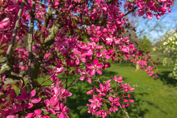 Obraz premium Cherry tree with blossoms in full bloom.Natural decoration. Pink blossoms during springtime. Sweet-smelling spring flowers in a park. Close up nature selective focus