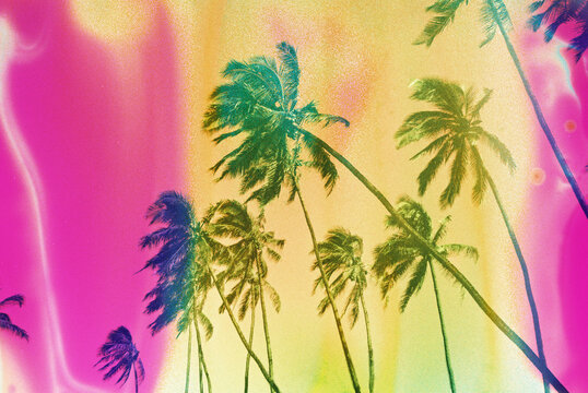 Bright pink and yellow palm trees on film