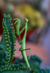 Close up of pair of Beautiful European mantis ( Mantis religiosa )
