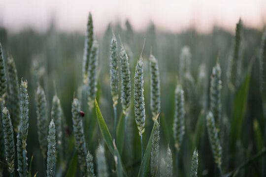 The corn field