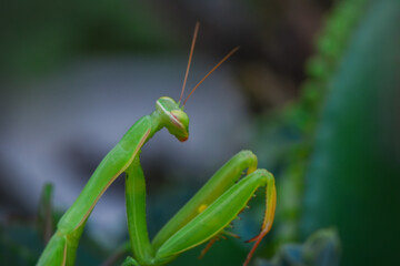 Close up of pair of Beautiful European mantis ( Mantis religiosa )