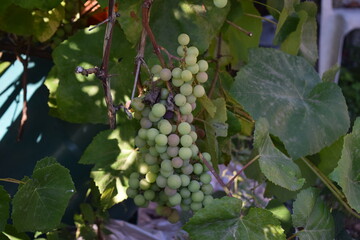 Bunches grapes