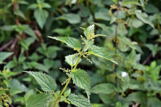 Common nettle, urtica dioica