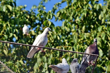 Group of pigeons