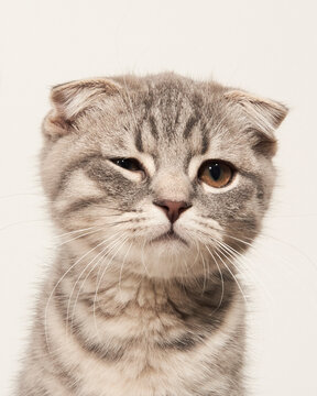 Cute cat