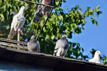 Group of pigeons