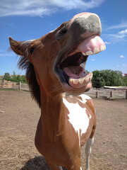 Horse with a sense of humor.the horse neighs, a little cheerful foal, good teeth.